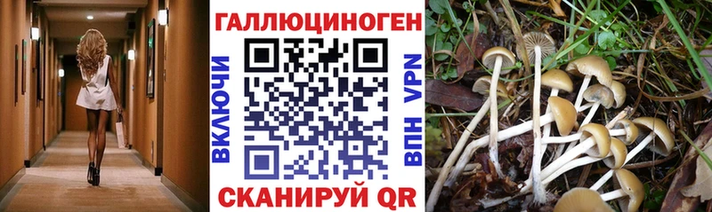 omg вход  Сортавала  Псилоцибиновые грибы GOLDEN TEACHER 